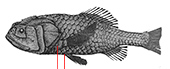 Scopeloberyx robustus_claves.jpg
